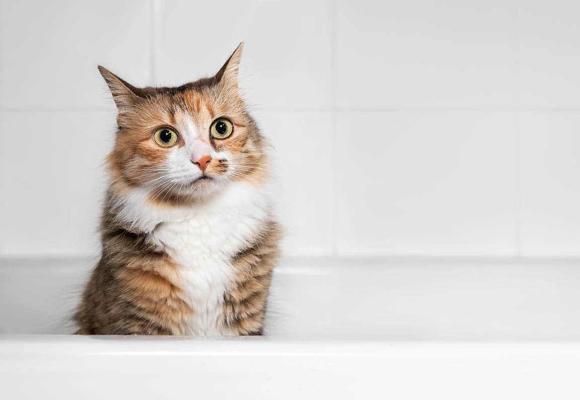 cat in the bathtub_ophiecat, Shutterstock