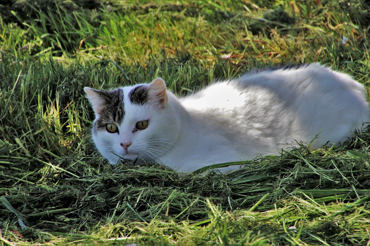 cat in the grass