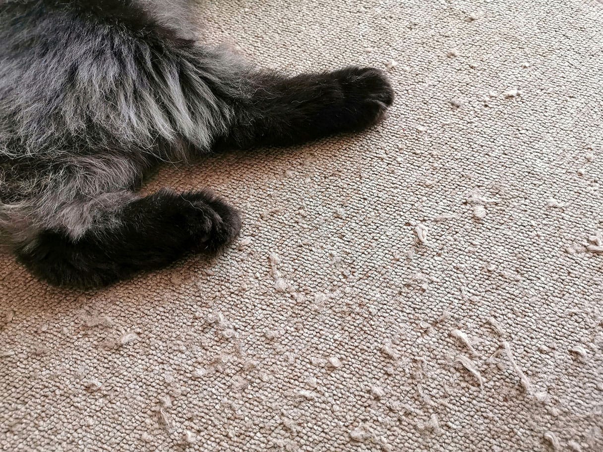 cat in the scratched carpet