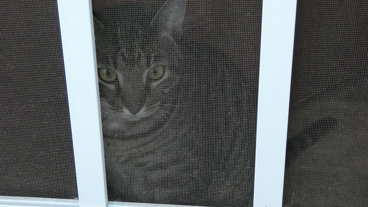 cat in the screen door