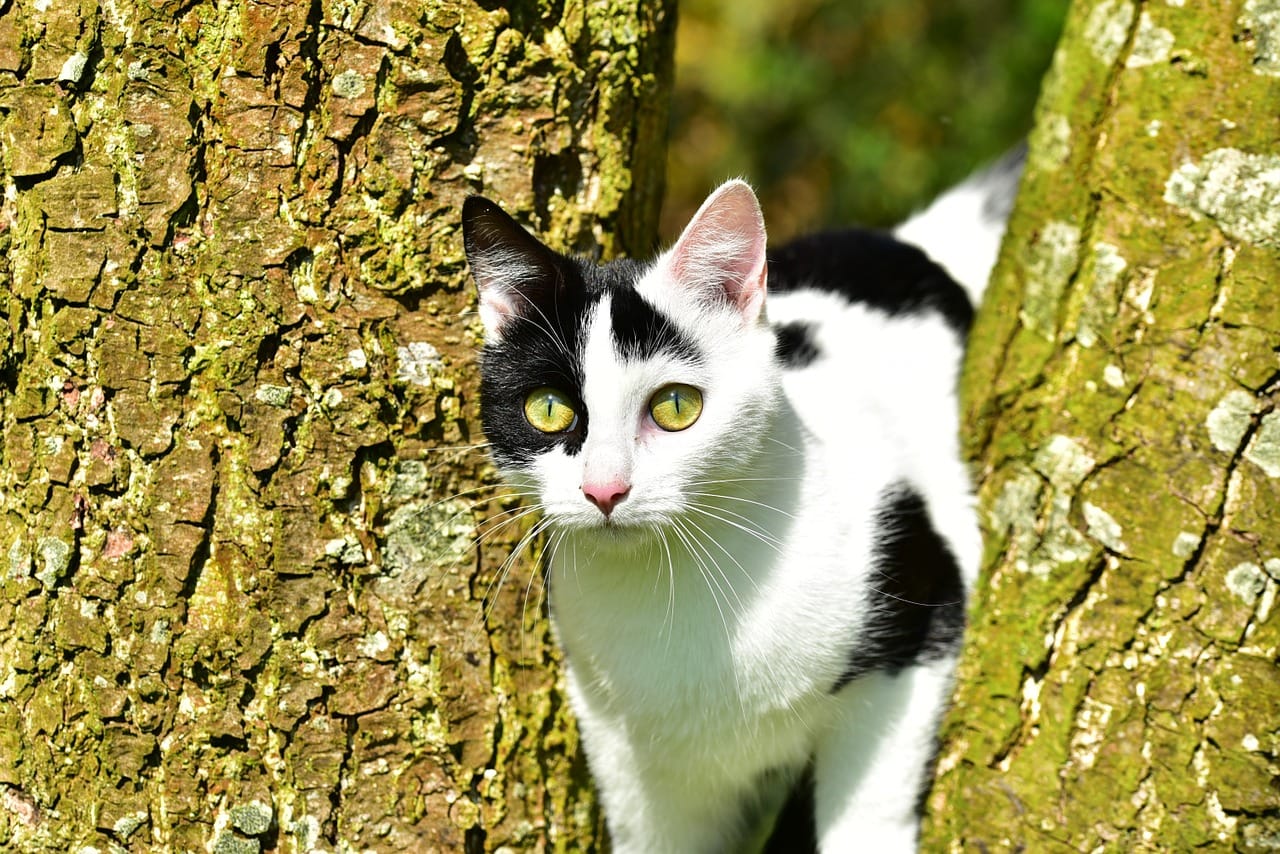 cat in the tree