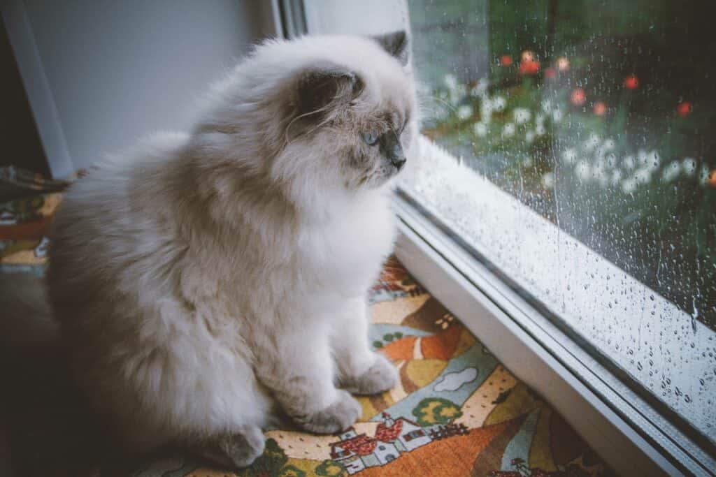cat in the window watching the rain