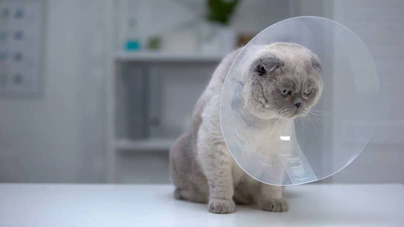 cat in vet clinic recovering from spaying procedure