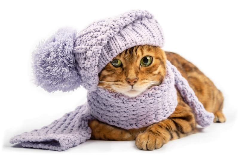 cat in winter costume