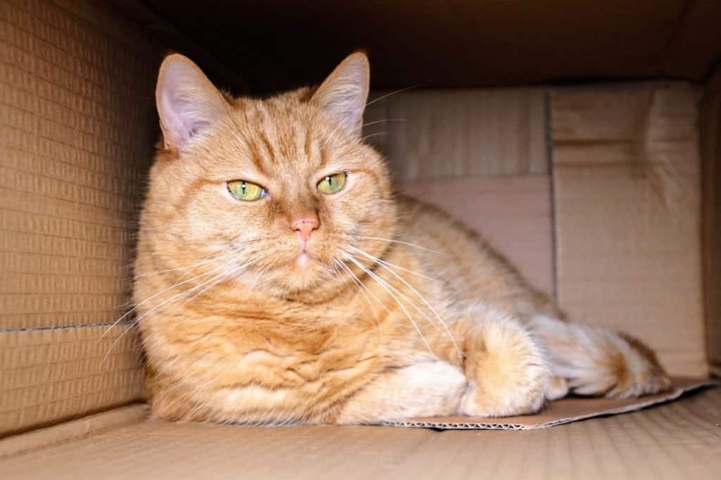 cat inside a cardboard box