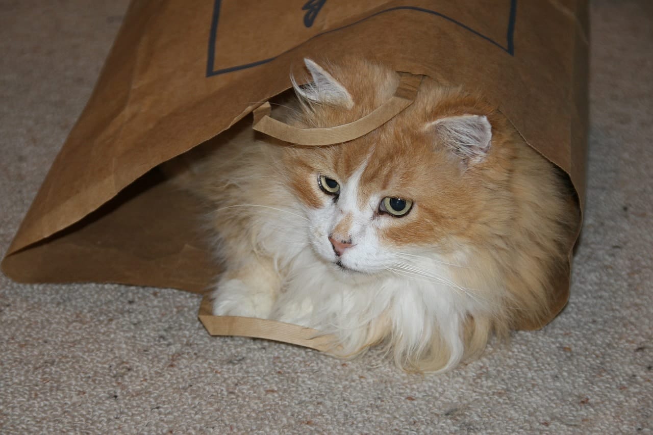 cat inside a paper bag