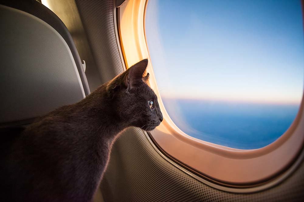 cat inside an airplane