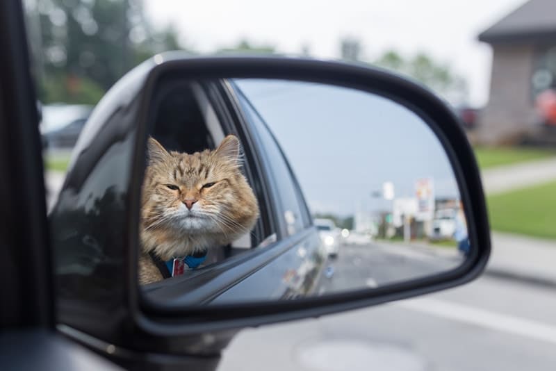 cat inside car