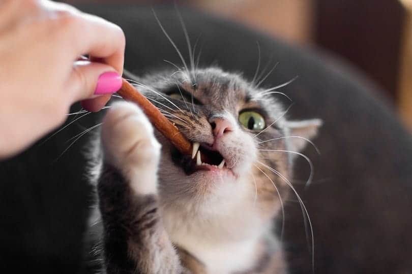 cat is chewing on a treat