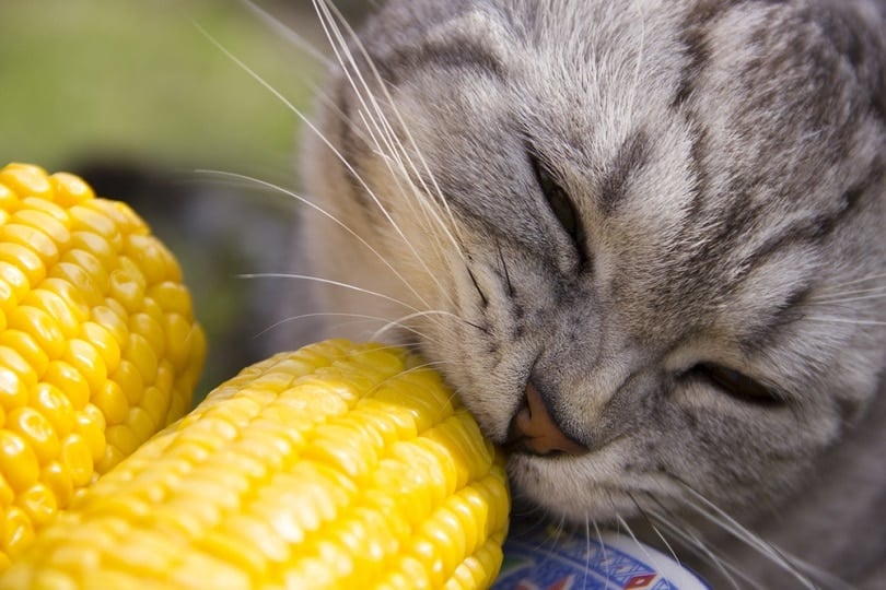 cat is eating corn_Grizanda_shutterstock