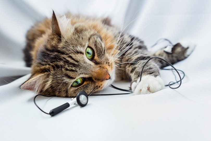 cat is lying with music headphones