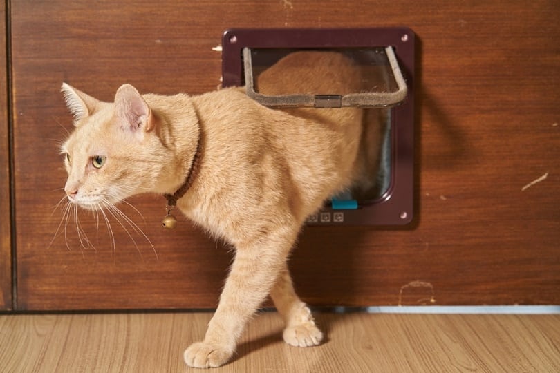 cat is walking through the cat flap door_Chamrasamee_shutterstock