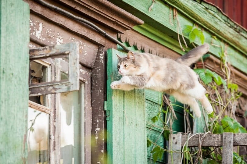 cat-jumping-into-the-open-window_RitaA_kochmarjova_shutterstock