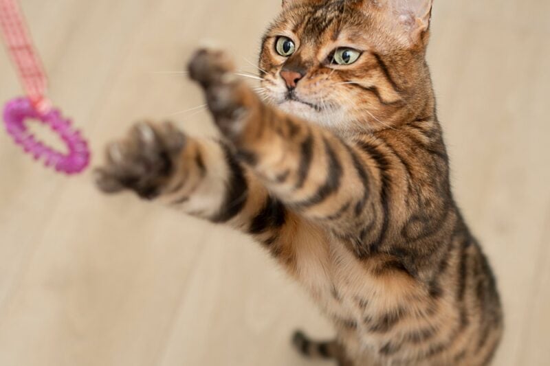 cat jumps and plays with a rope and an elastic band