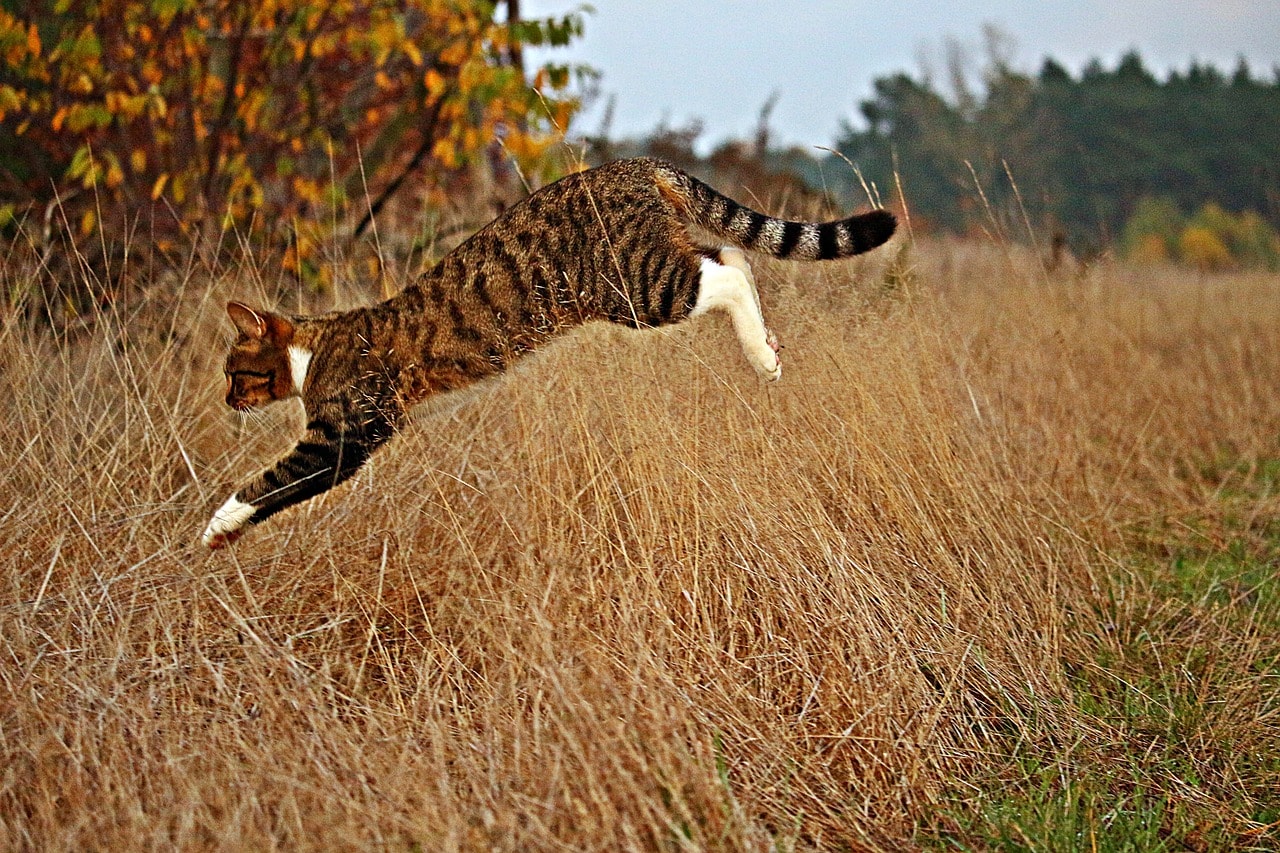 cat jumps