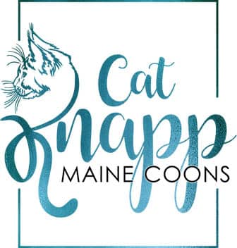 cat knapp maine coons