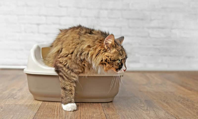 Cute,Longhair,Cat,Going,Out,Of,A,Litter,Box.,Panramic