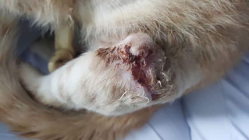 cat leg with bite wound