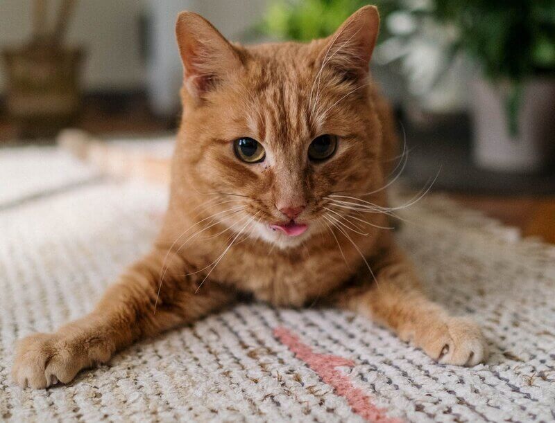 cat licking carpet_cottonbro-studio_pexels