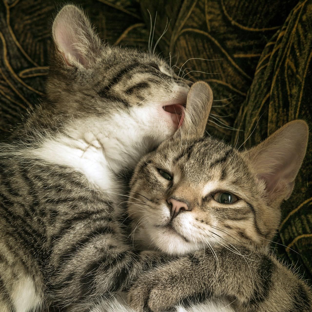 cat licking cat's ear