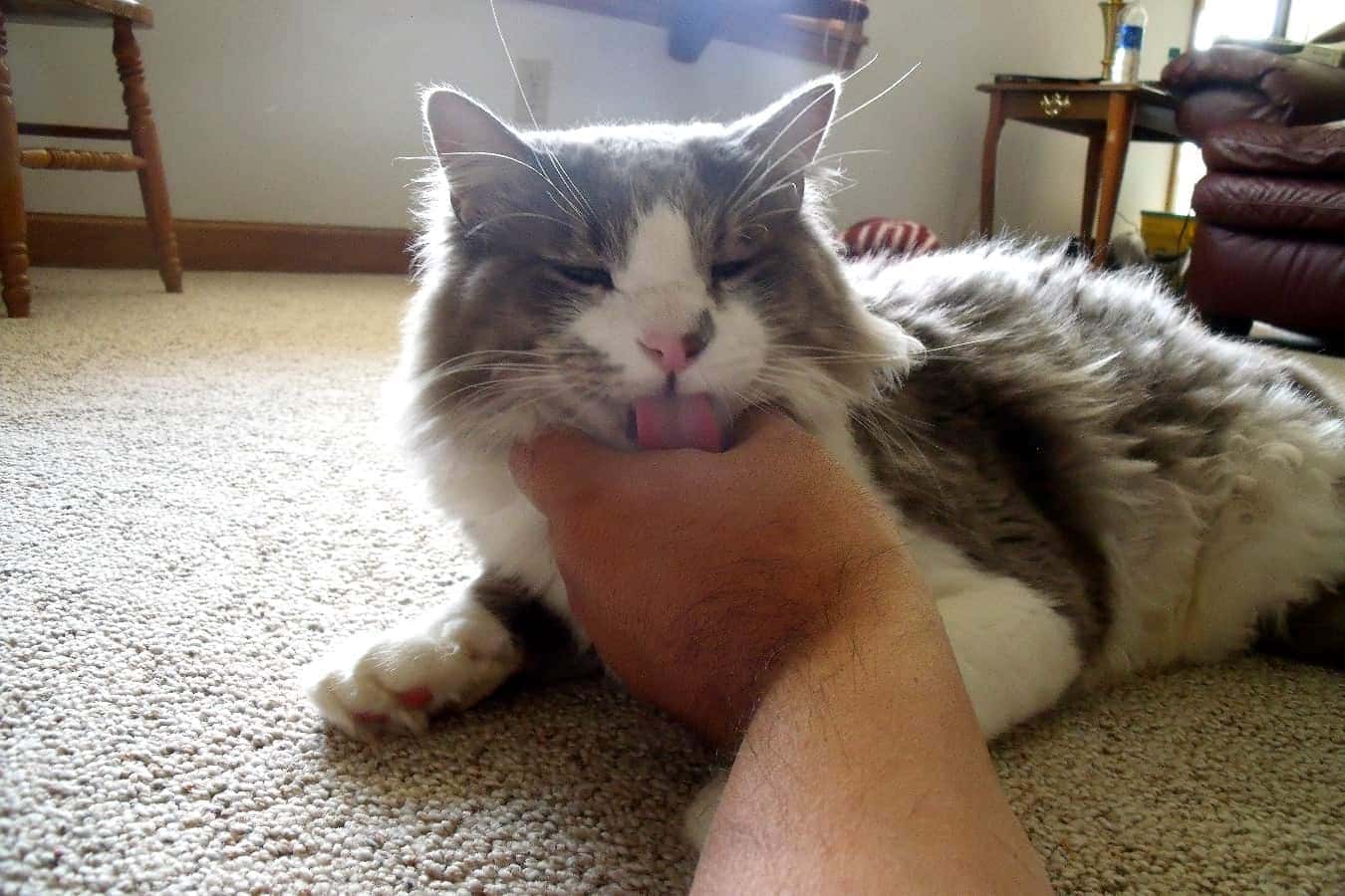 cat licking hand
