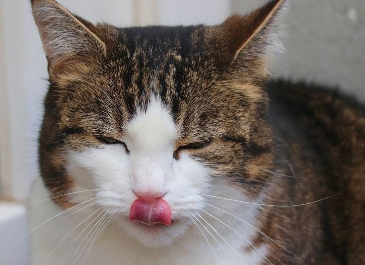 cat licking its lips