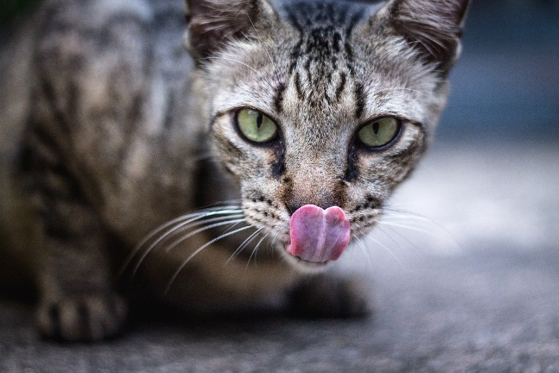 cat licking its nose