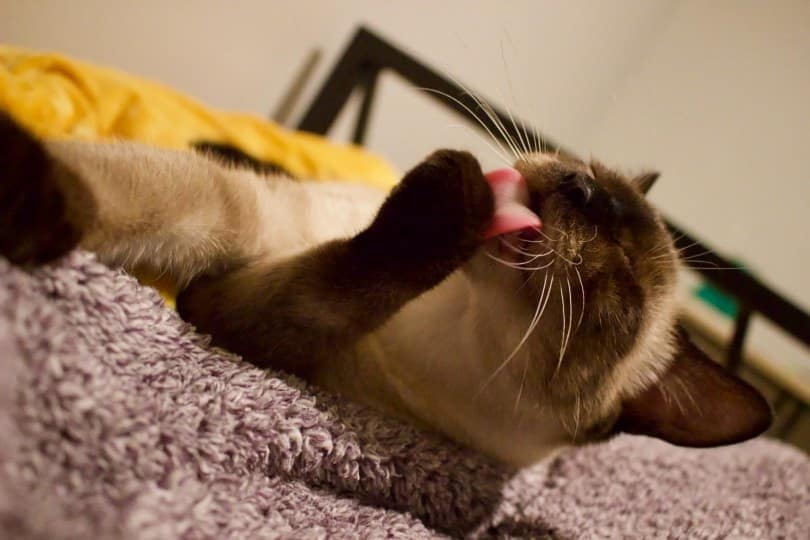 cat licking its paw