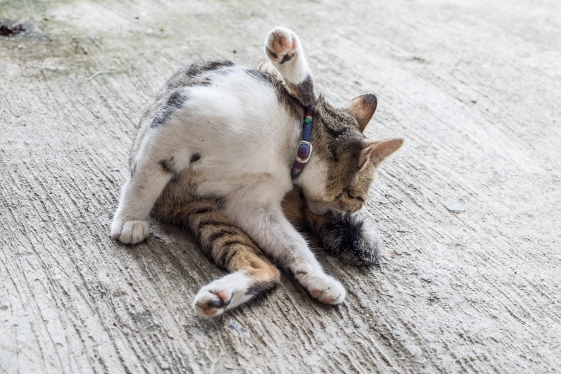 cat licking itself