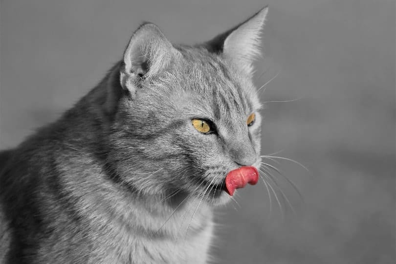 cat licking nose