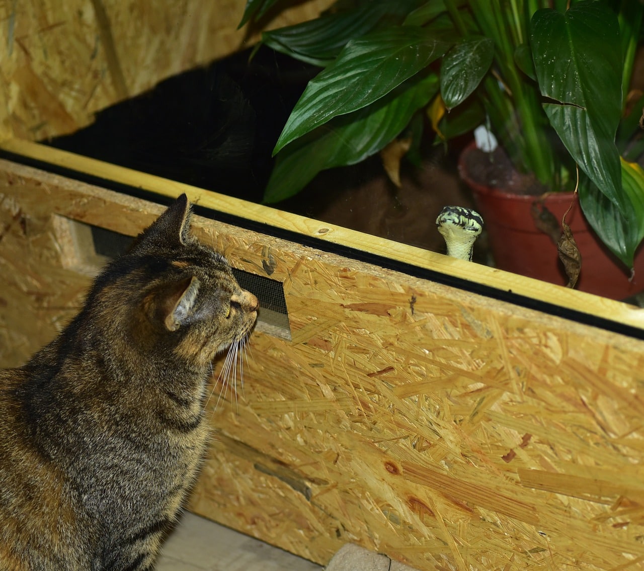 cat looking at a snake