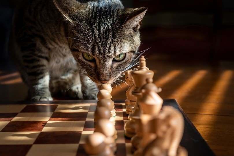 cat looking at chess pieces