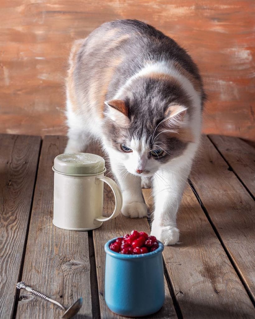 cat looking at cranberries