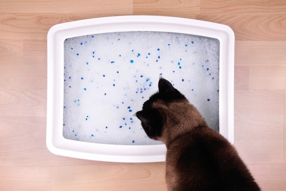 cat looking at crystal cat litter