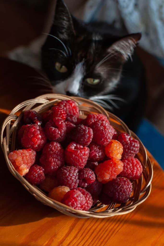 cat looking at raspberries