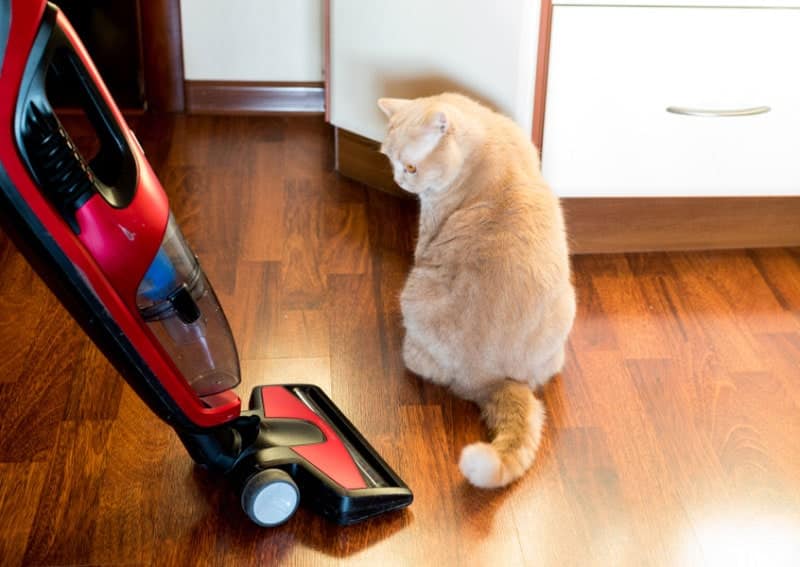 cat looking at the vacuum cleaner