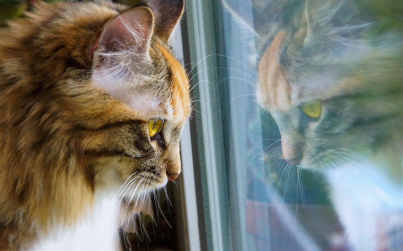 cat looking at the window