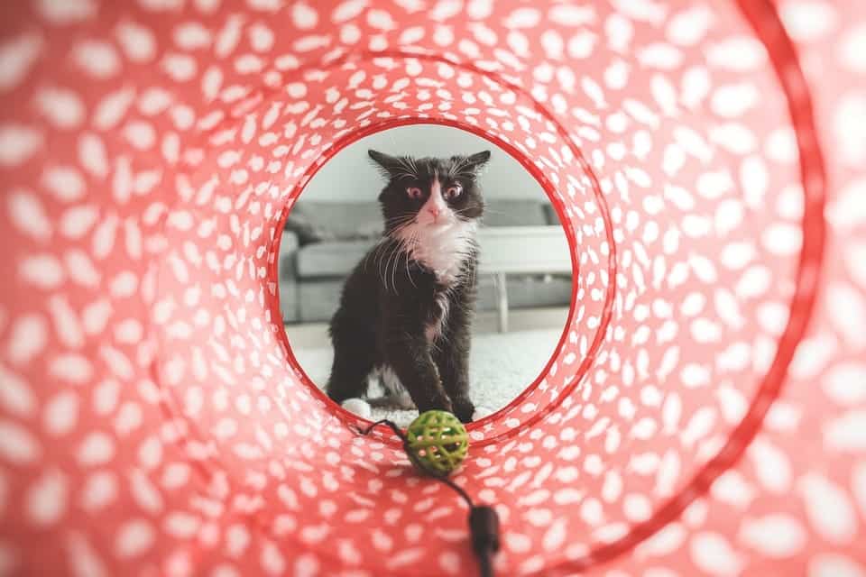 cat looking inside the tunnel