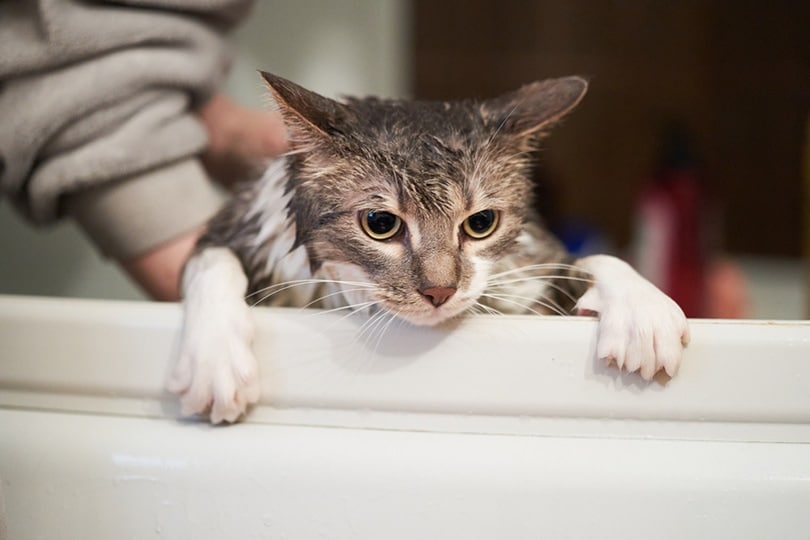 cat looking scared and hating bath time