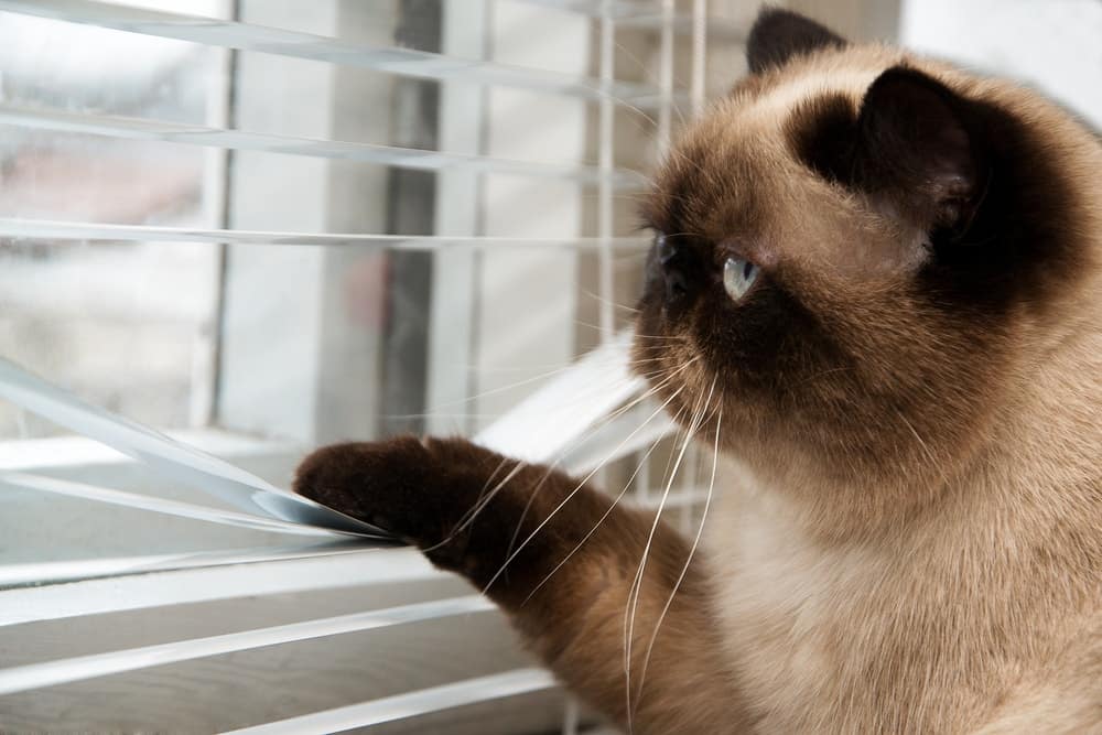 cat looking through blinds