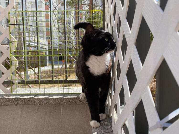 cat looking through lattice