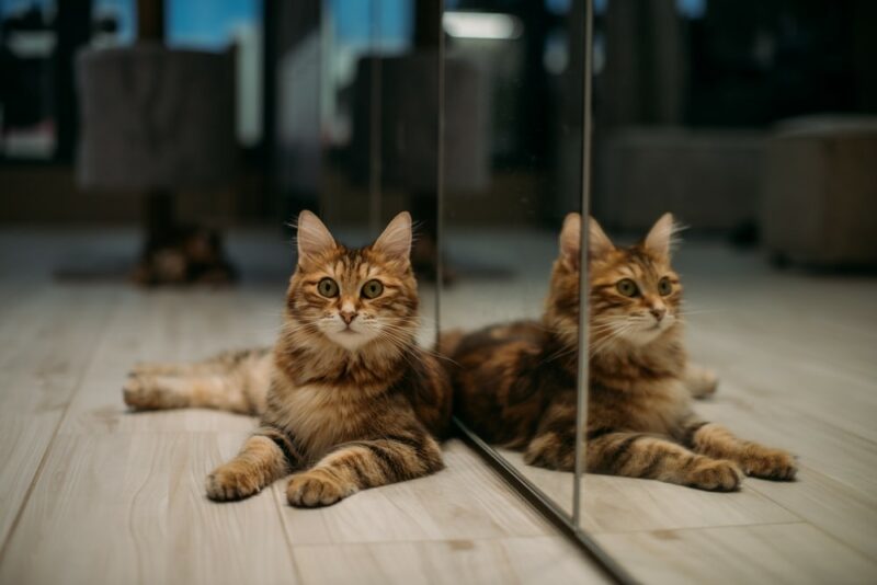 cat lying beside a mirror