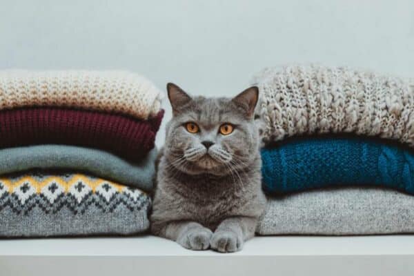 Do Your Cats Like Wearing Clothes? Vet-Reviewed Ethics of Dressing Cats ...