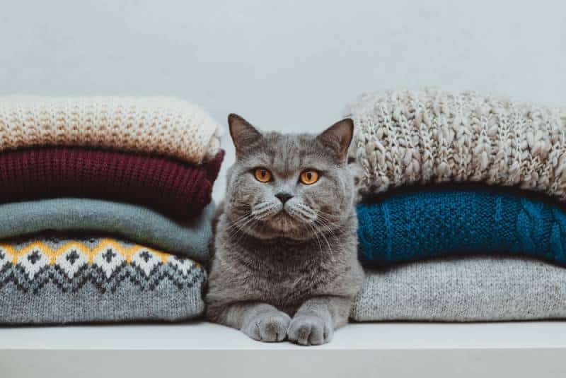 cat lying down between two piles of clothes