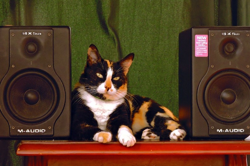 cat lying between speakers