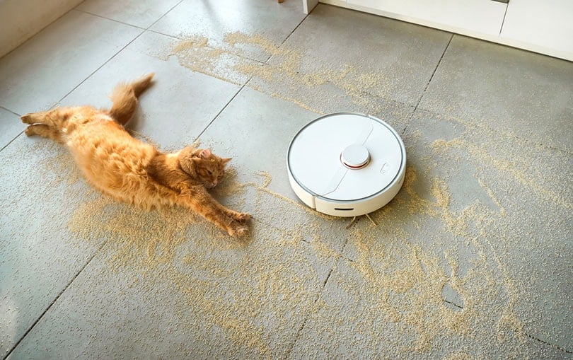 cat lying near a robot vacuum on the floor full of cat litter