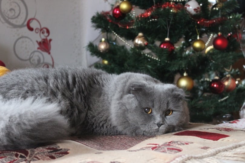 cat lying near christmas tree