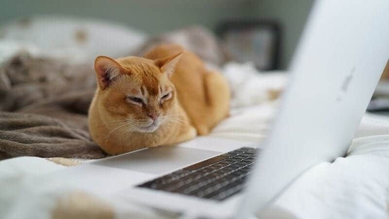 cat lying next to a laptop on bed