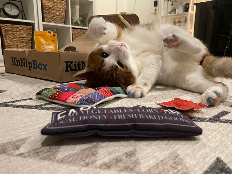 cat lying next to kitnipbox toys and the packaging
