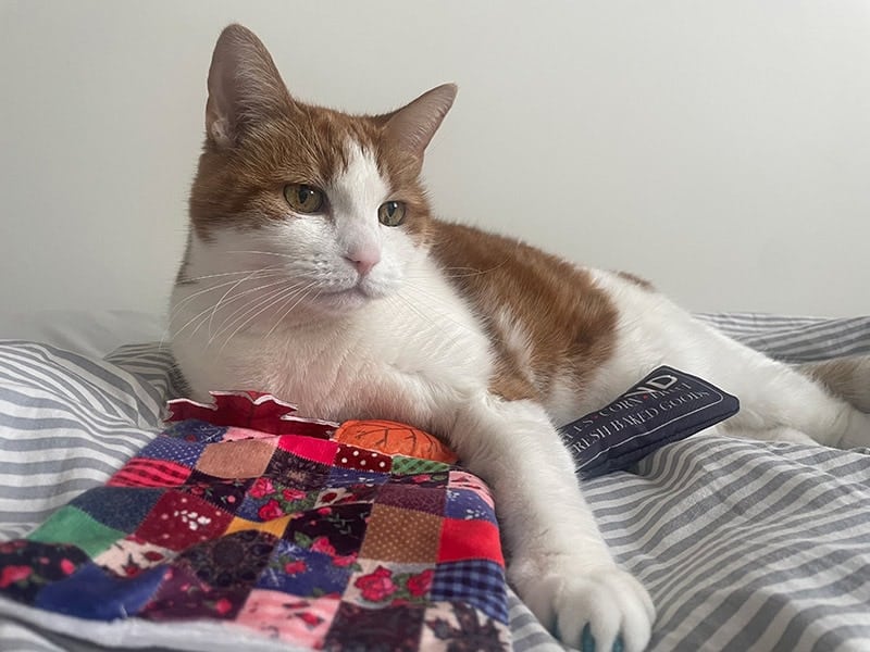 cat lying next to kitnipbox toys